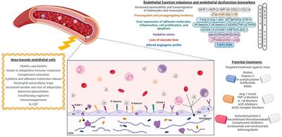 Endothelial activation and damage as a common pathological substrate in different pathologies and cell therapy complications